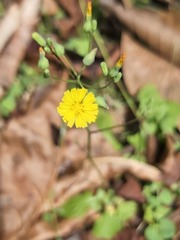 Youngia