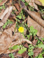 Youngia