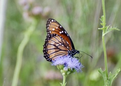 Danaus eresimus