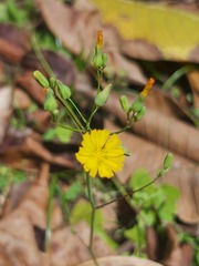 Youngia