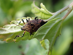 Eocanthecona furcellata