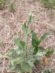 Exhalimolobos weddellii