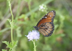 Danaus eresimus