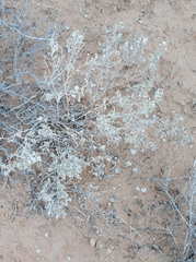 Atriplex hymenelytra