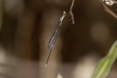 Rhadinosticta simplex