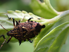 Eocanthecona furcellata