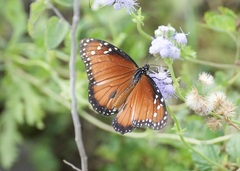 Danaus eresimus