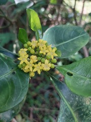Psychotria capensis