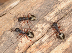 Dolichoderus scabridus