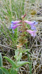 Penstemon nitidus