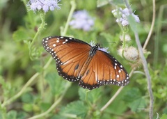 Danaus eresimus