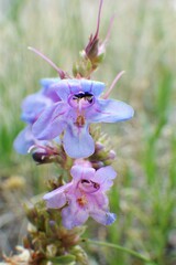 Penstemon nitidus