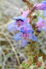 Penstemon nitidus