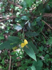 Aneilema aequinoctiale