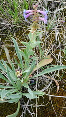 Penstemon nitidus