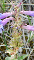 Penstemon nitidus