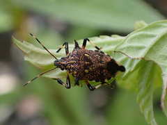 Eocanthecona furcellata
