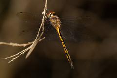 Hemicordulia continentalis