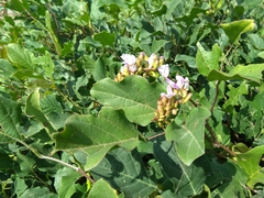 Canavalia ensiformis