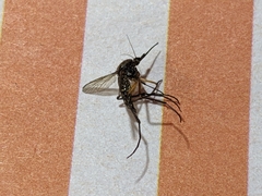 Psorophora cyanescens
