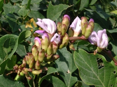 Canavalia ensiformis