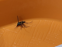 Psorophora cyanescens