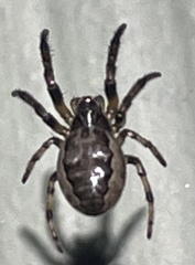 Larinioides