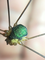 Leiobunum viridorsum