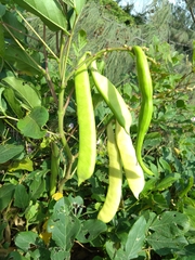 Canavalia ensiformis