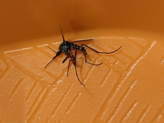 Psorophora cyanescens