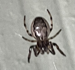 Larinioides