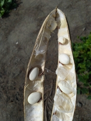 Canavalia ensiformis