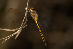 Hemicordulia continentalis