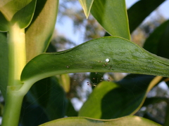 Theridula gonygaster