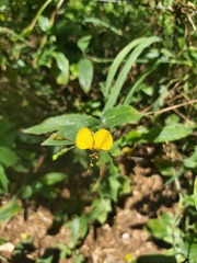 Aneilema aequinoctiale