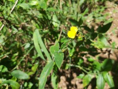 Aneilema aequinoctiale