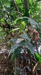 Callianthe darwinii