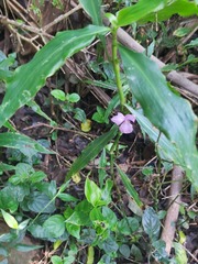 Coleotrype natalensis