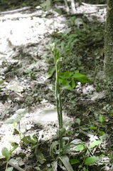 Chloraea membranacea