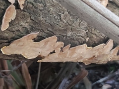 Podoscypha petalodes