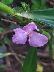 Coleotrype natalensis