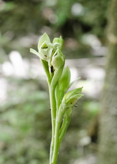 Chloraea membranacea