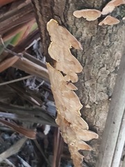 Podoscypha petalodes