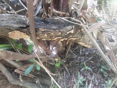 Podoscypha petalodes