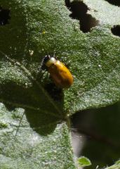 Diabroticina