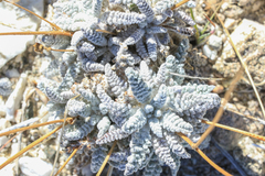 Chaenactis santolinoides