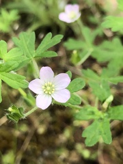 Geranium solanderi