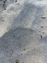 Dorymyrmex bicolor