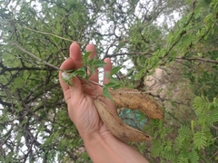 Amphilophium carolinae