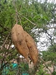 Amphilophium carolinae